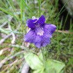 Pinguicula grandiflora Fula