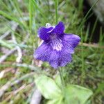 Pinguicula grandiflora Flower