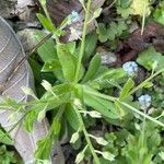 Myosotis arvensis Leaf