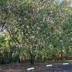 Bauhinia purpurea Schors