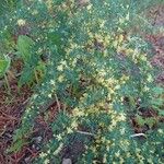 Asparagus aphyllus Habit