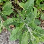 Erigeron quercifolius List