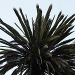 Phoenix canariensis Hoja