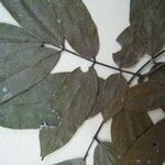 Andira surinamensis Leaf
