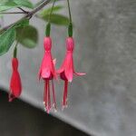 Fuchsia spp. Çiçek