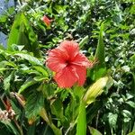 Hibiscus schizopetalus Flower