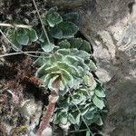 Saxifraga paniculata Habitat