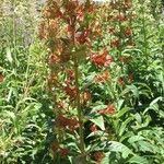 Clerodendrum indicum Habit