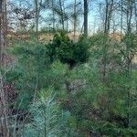Pinus strobiformis List