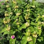 Phlomis russeliana Συνήθη χαρακτηριστικά