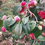 Camellia sasanqua Muu