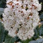 Viburnum tinusFlower