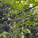 Passiflora lutea Цвят