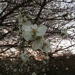 Prunus dulcis Λουλούδι
