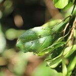Celtis mildbraedii Blatt