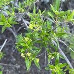Rubia fruticosa Hoja