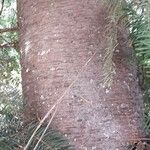 Pseudotsuga menziesii Kéreg/szár