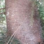 Pseudotsuga menziesii പുറംതൊലി