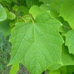 Alangium chinense Leaf