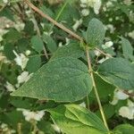 Philadelphus coronarius Leaf