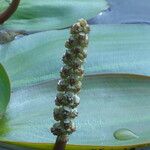 Potamogeton natans Fruit