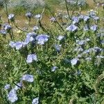 Phacelia distans Tervik taim