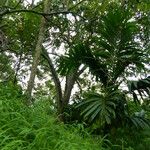 Areca catechu Leaf