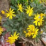 Euryops pectinatus Ŝelo