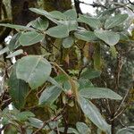 Rhododendron campanulatum Yeri