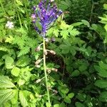 Muscari comosum Flor