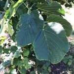 Tilia americanaLeaf