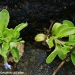 Solenopsis laurentia 形態