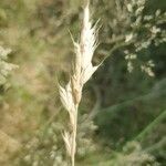 Bromus secalinus फल