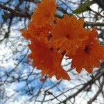 Cordia dodecandra Lorea