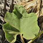 Lagenaria siceraria Blatt