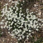 Arenaria montana 花