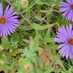 Symphyotrichum oblongifolium برگ