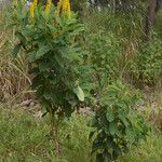 Crotalaria mitchellii Облик