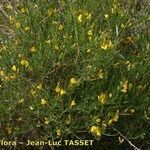 Genista salzmannii Habit