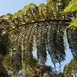 Cyathea glauca Leaf