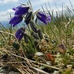 Campanula alpina Flor