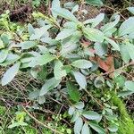 Paxistima myrsinites Leaf
