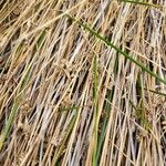 Juncus maritimus Leaf