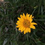 Wyethia angustifolia Flower