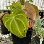Anthurium crystallinum Hoja