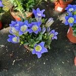 Gentiana calycosa Кветка