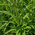 Vernonia fasciculata Folha