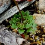 Teesdalia coronopifolia Leaf