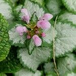 Lamium maculatum Habit