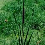 Typha angustifolia Lorea